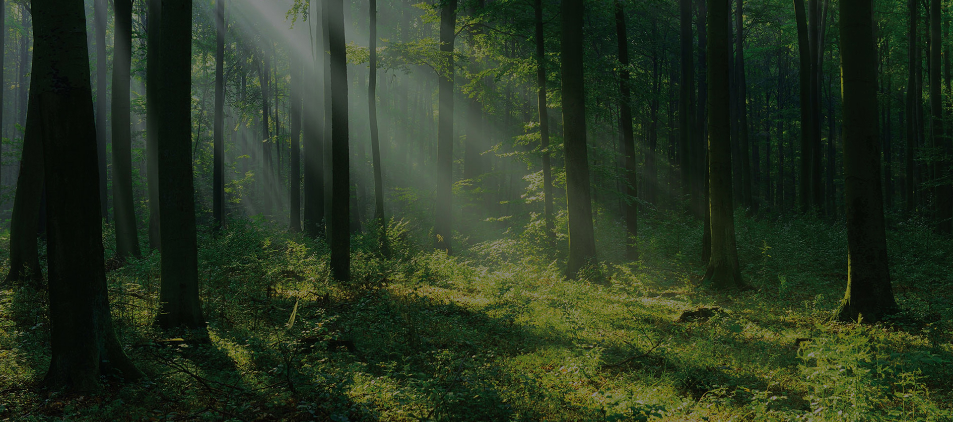 GODREJ WOODSCAPES banner